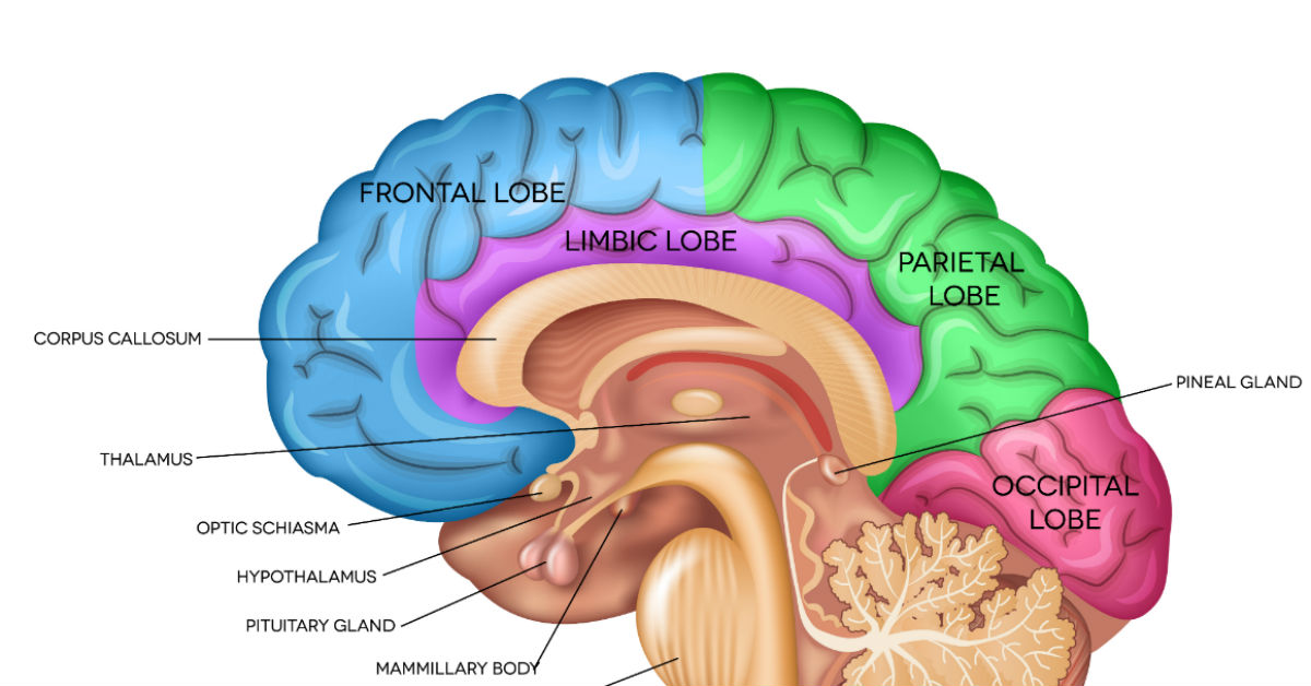 How_Dementia_Affects_The_Brain